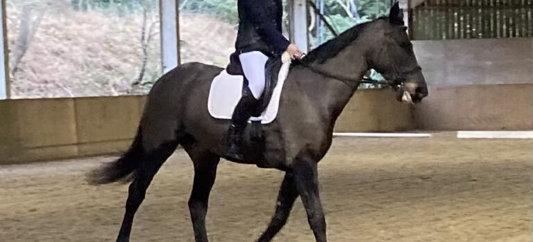 Photos – Hodgemoor Dressage 28 December 2025 Photos – Hodgemoor Dressage 28 December 2025